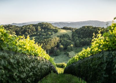 Weingarten vor der Winzarei